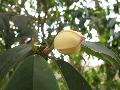 Banana Shrub / Michelia figo 